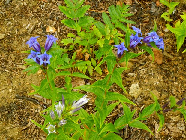 DSCN3617 | Online Flower Garden Gentiana Asclepiadea