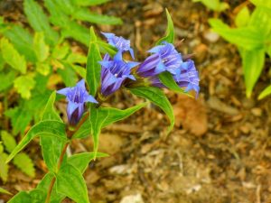 Gentiana Asclepiadea | Online Flower Garden