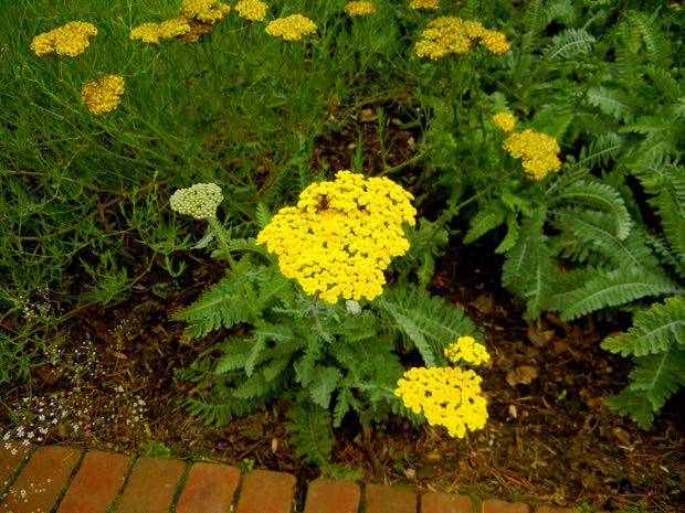 DSCN3632 | Online Flower Garden Achillea filipendulina, Gold Plate | Online Flower Garden
