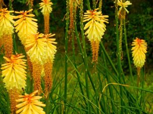 Kniphofia | Online Flower Garden
