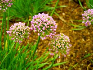 Allium Senescens | Online Flower Garden