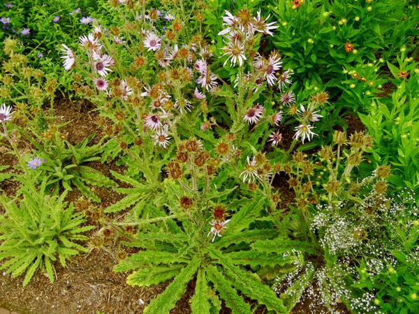 Berkheya purpurea | Online Flower Garden