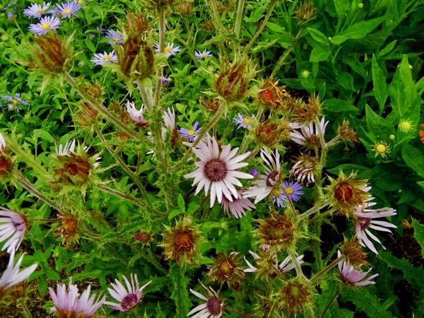 Berkheya purpurea | Online Flower Garden