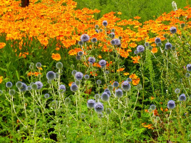 DSCN3716 | Online Flower Garden Echinops Ritro - Ruthenicus