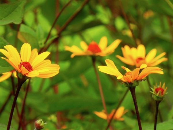 Heliopsis-helianthoides-37191 | Online Flower Garden Heliopsis helianthoides