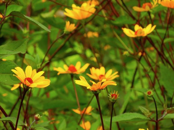 Heliopsis helianthoides