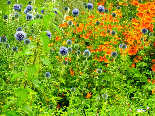 DSCN3722 | Online Flower Garden Echinops Ritro - Ruthenicus