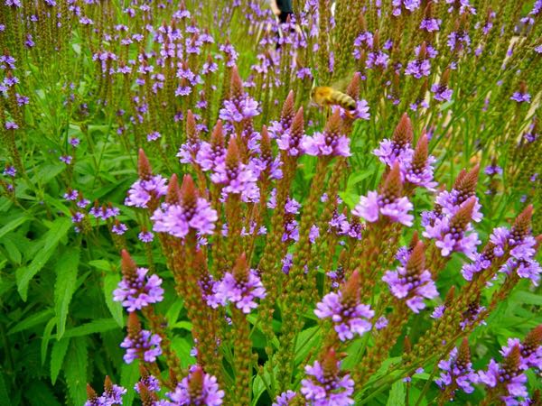 Verbena-hastata-3735 | Online Flower Garden Verbena hastata | Online Flower Garden