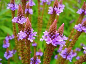 Verbena hastata | Online Flower Garden