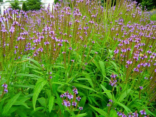 verbena-hastata-3738 | Online Flower Garden Verbena hastata | Online Flower Garden