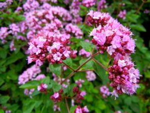 Origanum Laevigatum - Herrenhausen | Online Flower Garden