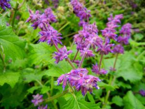 Salvia Verticillata - Purple Rain | Online Flower Garden