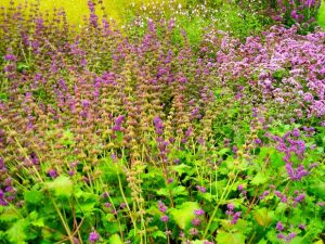 Salvia verticillata | Online Flower Garden