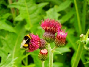 Cirsium rivulare 'Atropurpureum' | Online Flower Garden