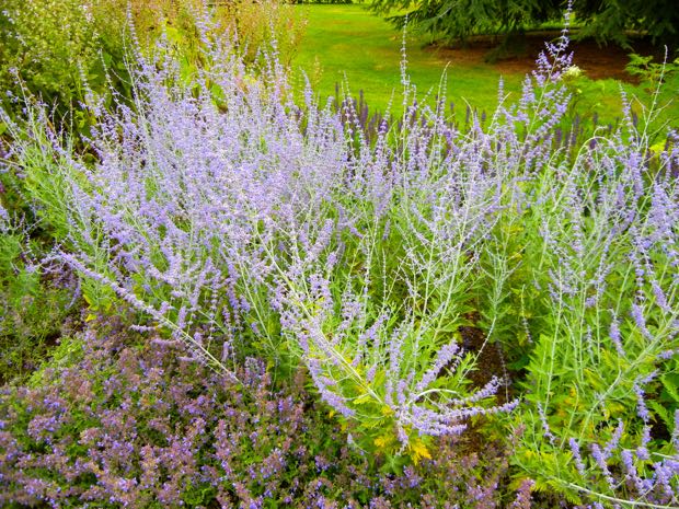 DSCN3773 | Online Flower Garden Russian Sage or Perovskia 'Blue Spire'