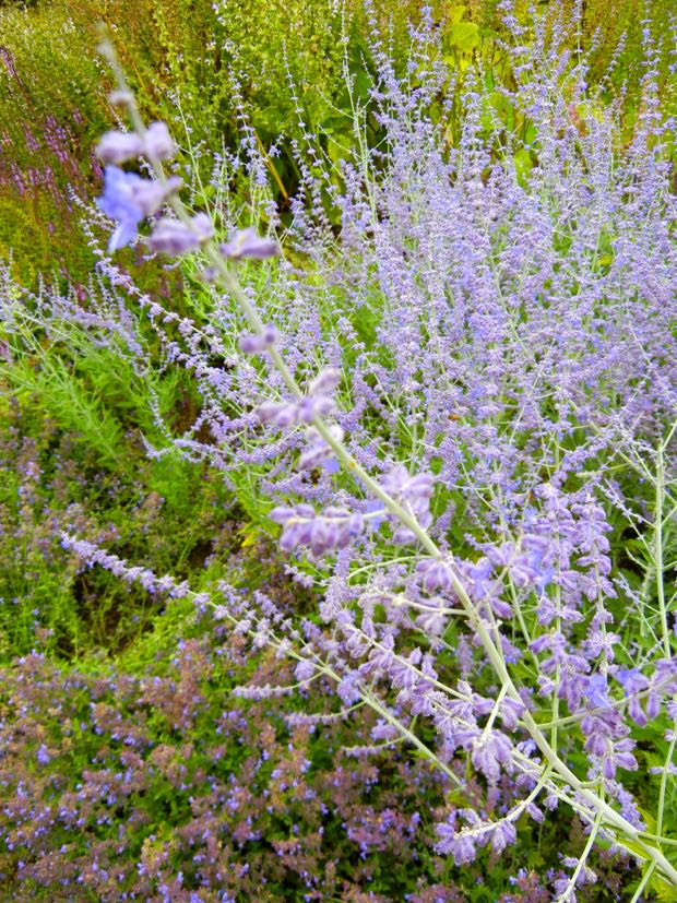 DSCN3774 | Online Flower Garden Perovskia 'Blue Spire'
