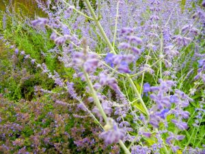 Perovskia 'Blue Spire' | Online Flower Garden