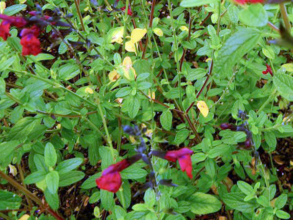 Salvia-microphylla-Maroon-3779 | Online Flower Garden Salvia microphylla 'Maroon'
