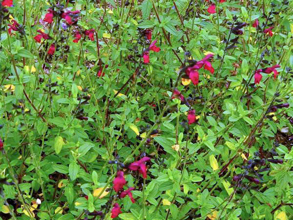 Salvia microphylla 'Maroon'