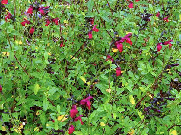 Salvia-microphylla-Maroon-3780 | Online Flower Garden Salvia microphylla 'Maroon'
