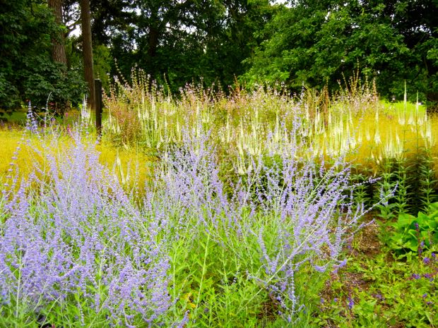 Perovskia-Blue-Spire | Online Flower Garden Perovskia 'Blue Spire'