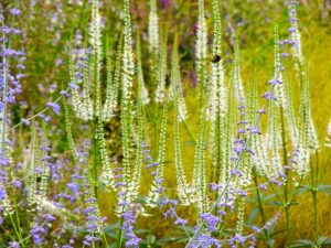 Veronicastrum Virginicum "Album"