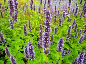 Agastache Blackadder