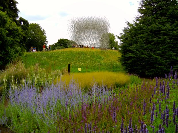 DSCN3792 | Online Flower Garden Agastache Blackadder and Perovskia 'Blue Spire'