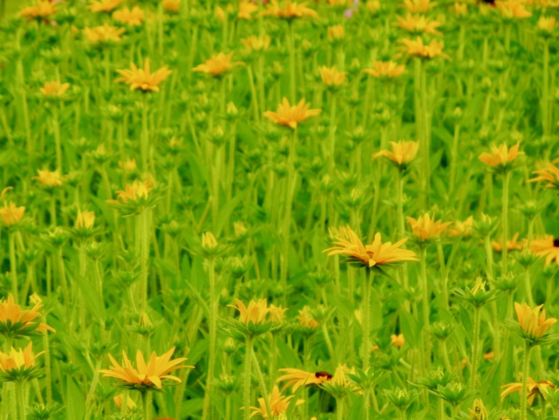 Rudbeckia-fulgida-var-deamii | Online Flower Garden Rudbeckia fulgida var. deamii