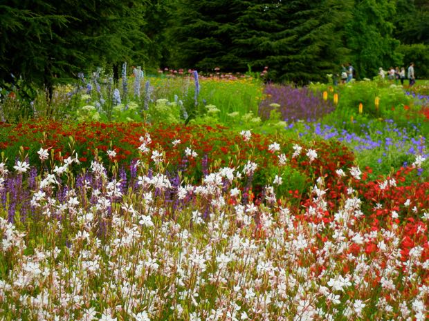 Oenothera lindheimeri or Gaura Lindheimeri