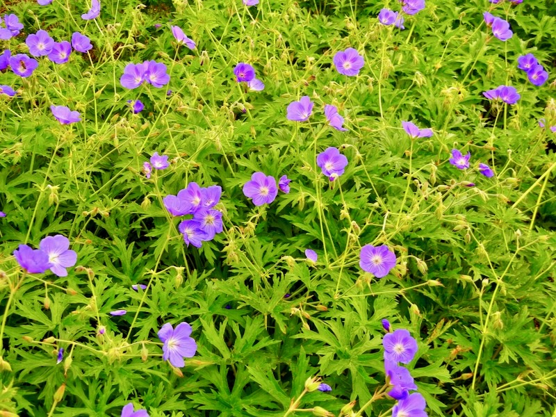 Geranium ‘Orion’