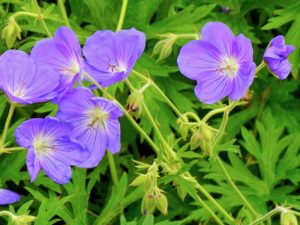 Geranium ‘Orion’