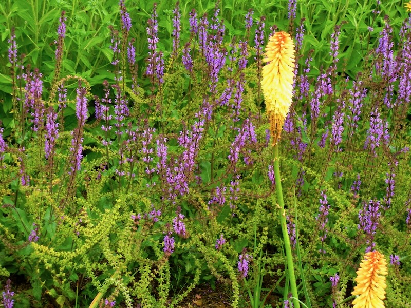 Salvia-Serenade | Online Flower Garden Salvia 'Serenade'