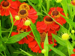 Helenium 'Rubinzwerg' | Online Flower Garden