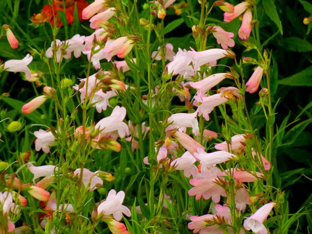 DSCN3841 | Online Flower Garden Penstemon