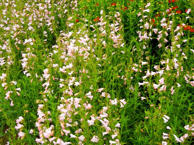 DSCN3842 | Online Flower Garden Penstemon