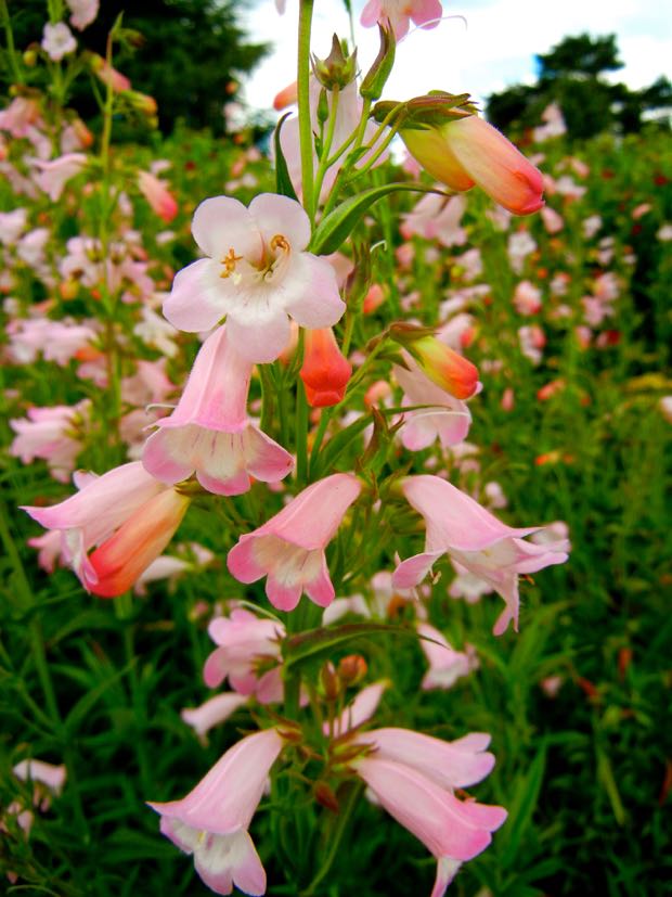 DSCN3843 | Online Flower Garden Penstemon