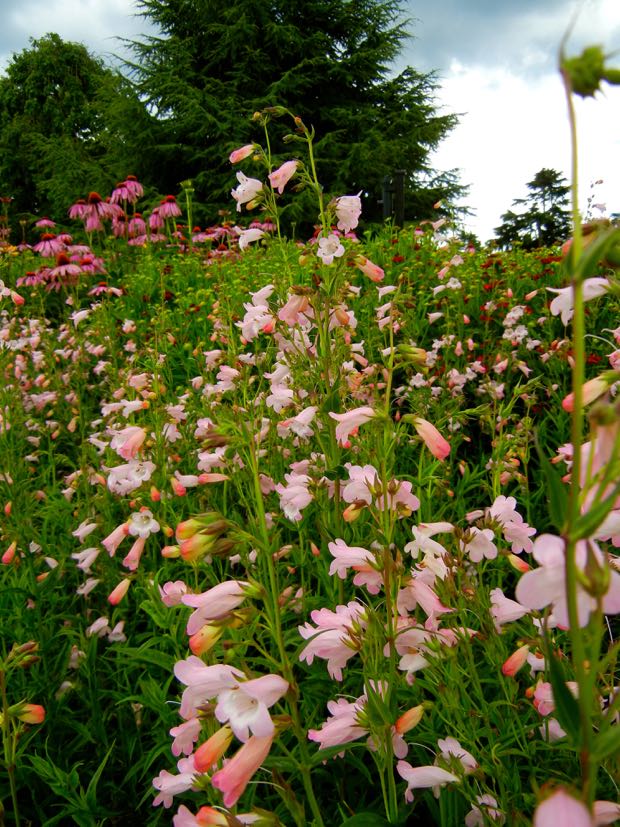 DSCN3844 | Online Flower Garden Penstemon Sour Grape