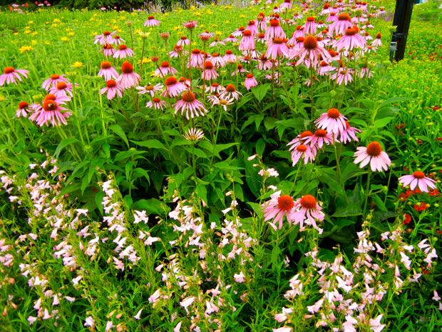 DSCN3845 | Online Flower Garden Echinacea purpurea in a border