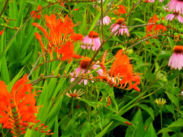 Crocosmia-Lucifer | Online Flower Garden Crocosmia 'Lucifer' montbretia 'Lucifer'