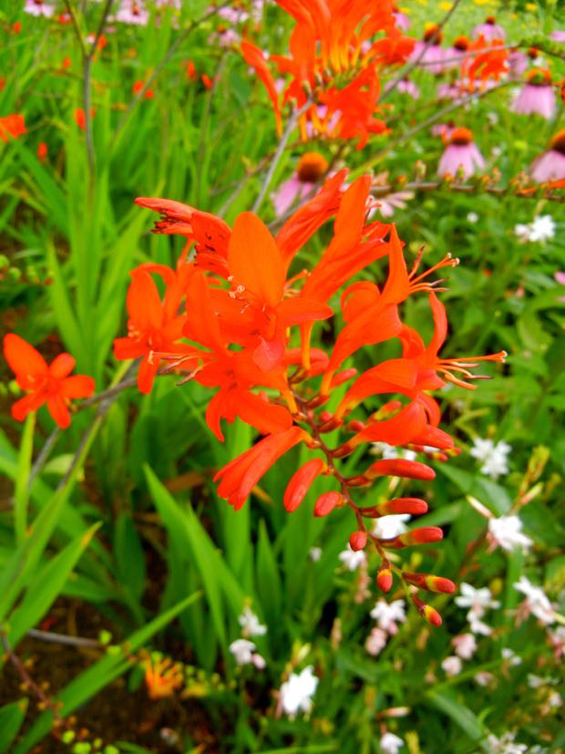 crocosmia-lulcifer | Online Flower Garden Crocosmia 'Lucifer' montbretia 'Lucifer'