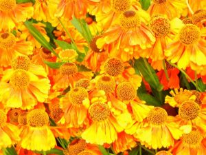 Helenium - Sahin's Early Flowerer | Online Flower Garden