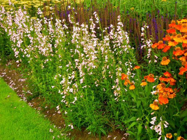 DSCN3855 | Online Flower Garden Penstemon