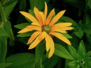 Rudbeckia fulgida var. deamii | Online Flower Garden