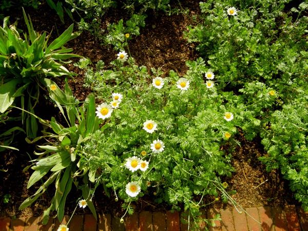 Rhodanthemum hosmariense