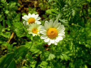 Rhodanthemum hosmariense | Online Flower Garden