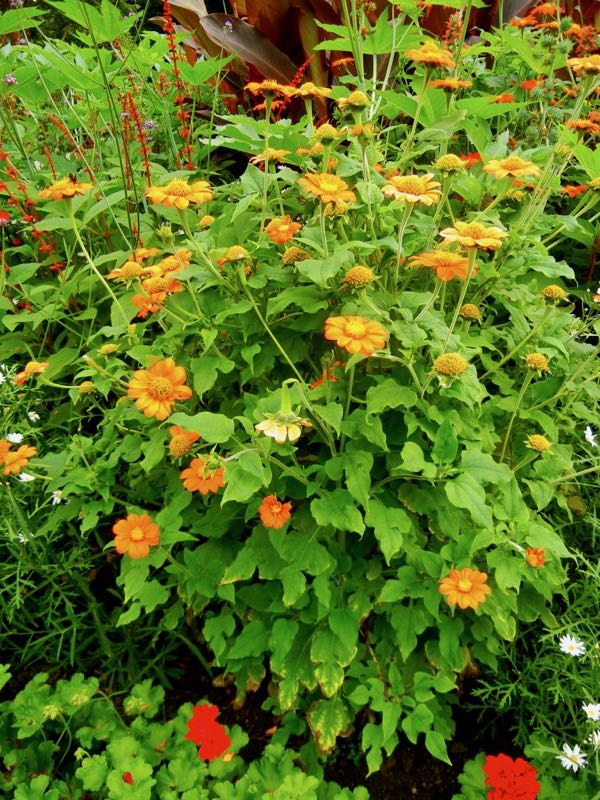 Tithonia rotundifolia