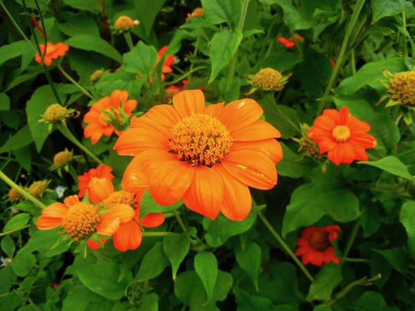 Tithonia-rotundifolia-3876 | Online Flower Garden Tithonia rotundifolia
