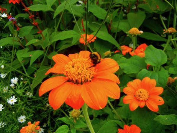 Tithonia rotundifolia