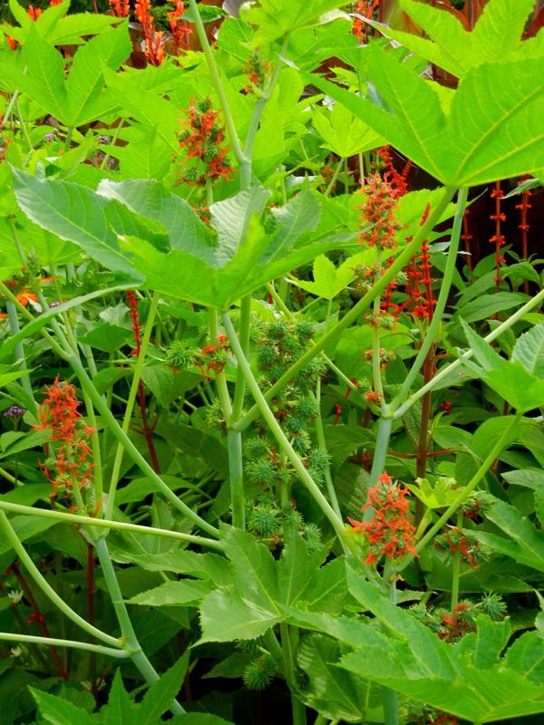 Ricinus-communis-3883 | Online Flower Garden Ricinus communis